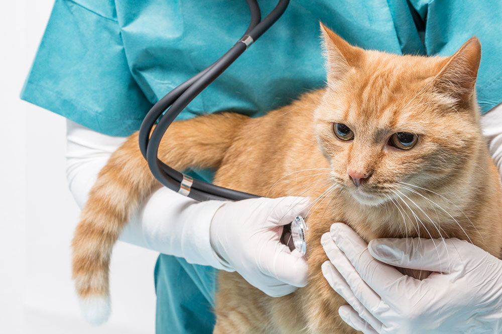 Popular Food Brands for Diabetic Cats