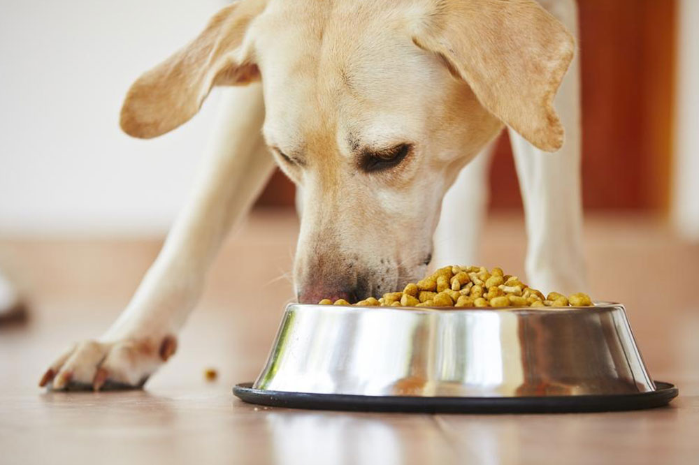 Treating Food Allergies in Dogs
