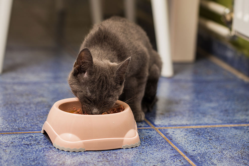 4 Healthy Homemade Cat Food Recipes